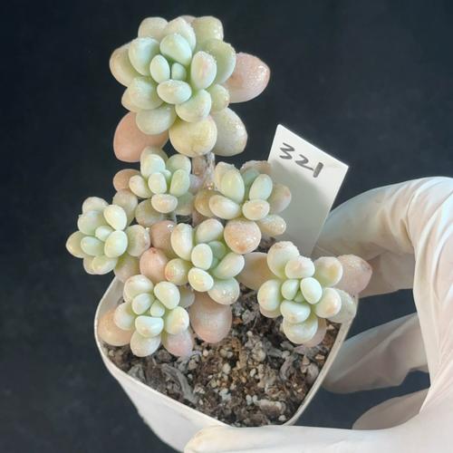 洛神直播下载平台