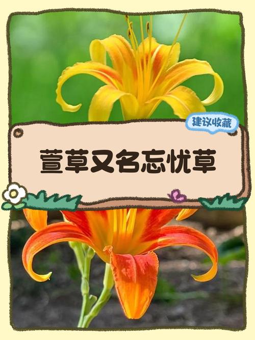 忘忧草视频下载地址