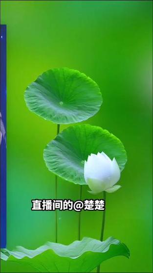 荷花直播视频下载