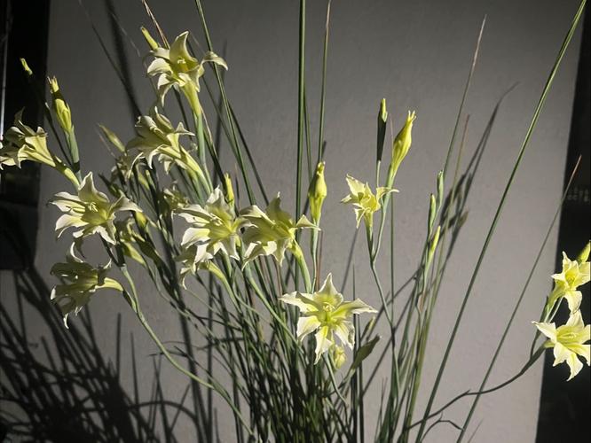 久花视频下载免费