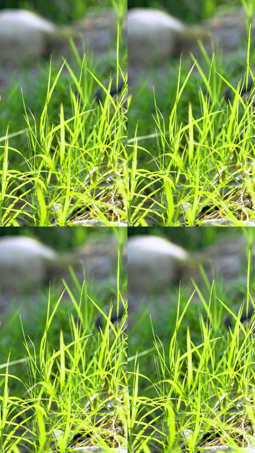 嫩草视频免费观看