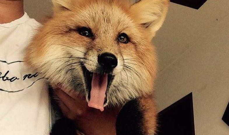 色狐视频下载安装