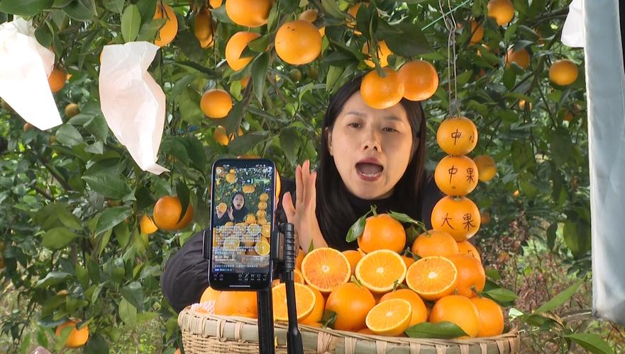 柑橘直播下载地址