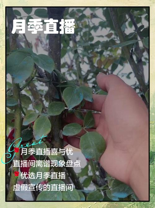 月季直播在线下载