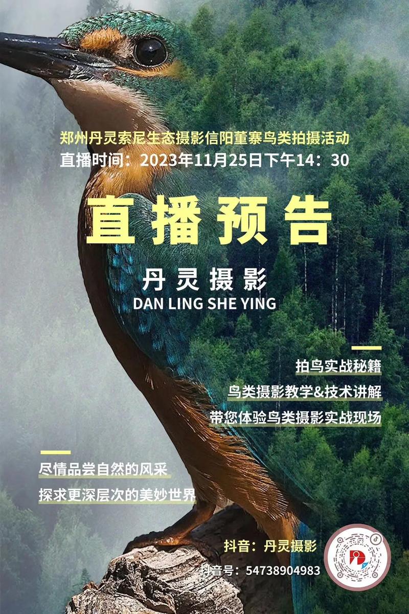 有鸟直播下载免费