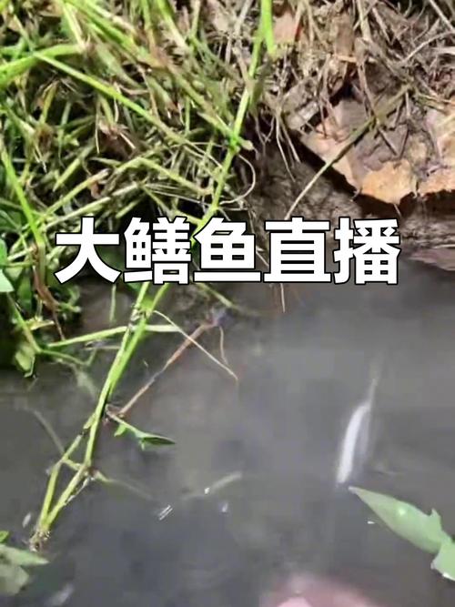 鳝鱼直播下载地址