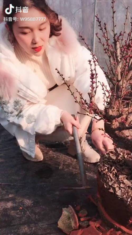 梅花视频直播下载安装