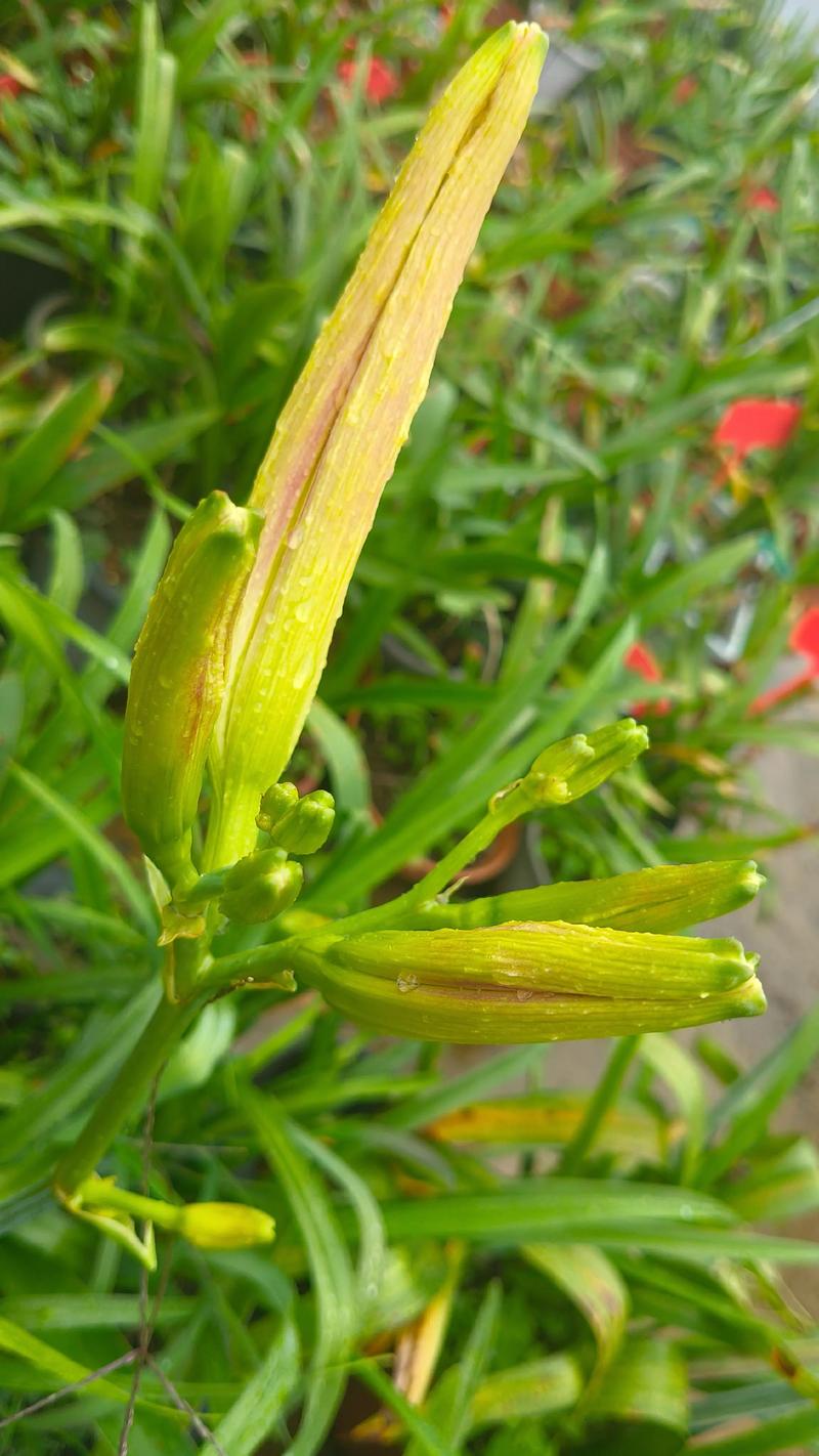 忘忧草视频直播下载