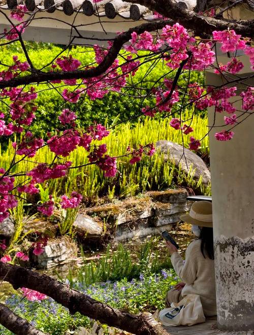 樱花树直播最新版下载安装2026破解版软件
