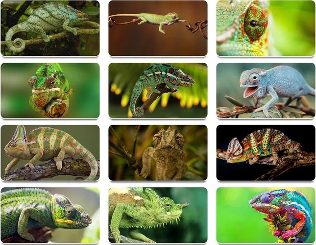 win版变色龙下载
