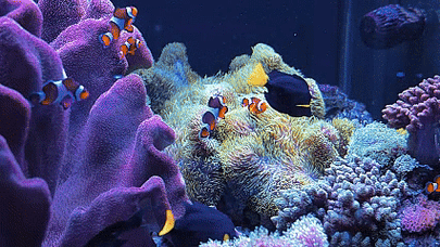 海底世界动态桌面
