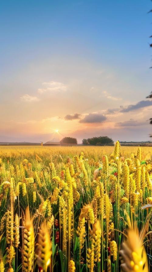 麦田 下载2026最新
