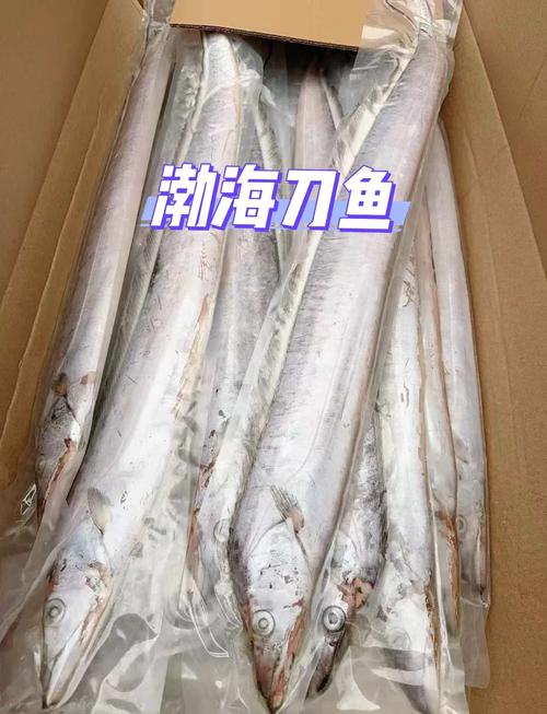 渤海商品2026最新
