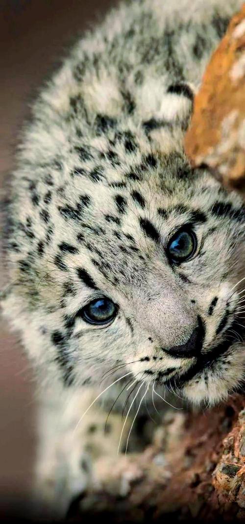 雪豹系统2026最新
