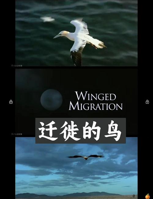 迁徙的鸟迅雷下载2026最新

