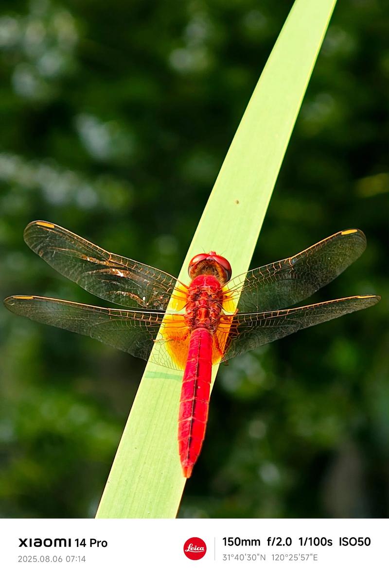 红蜻蜓抓图精灵下载2026最新
