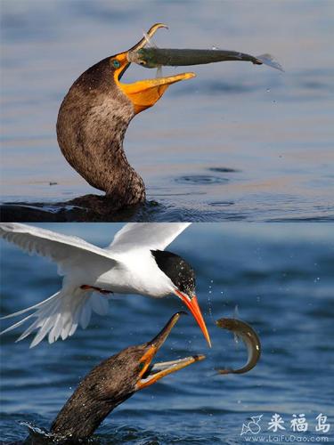 来福岛另类图片2026最新
