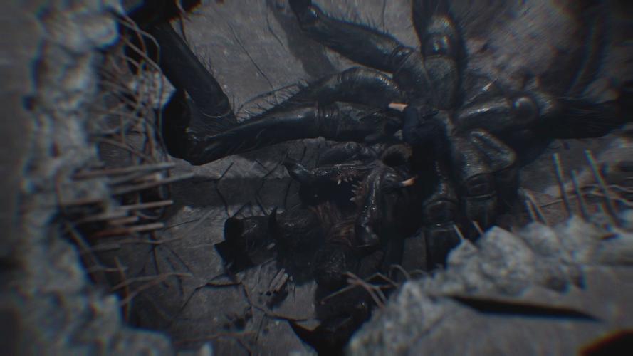 生化危机6蜘蛛2026最新
