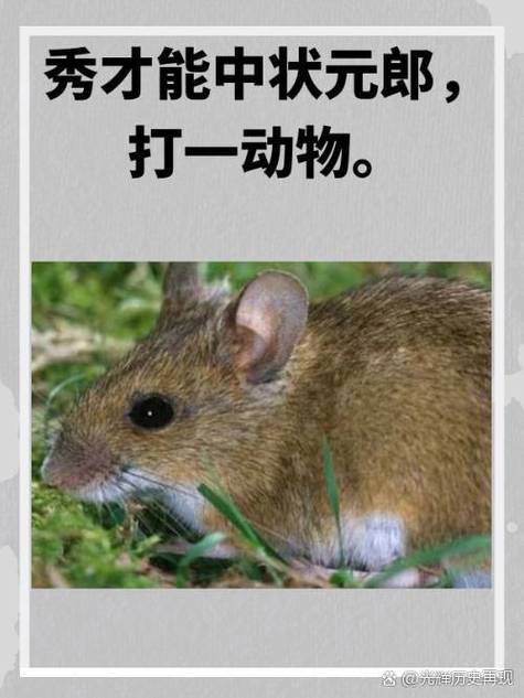 硕鼠下载器官方下载2026最新
