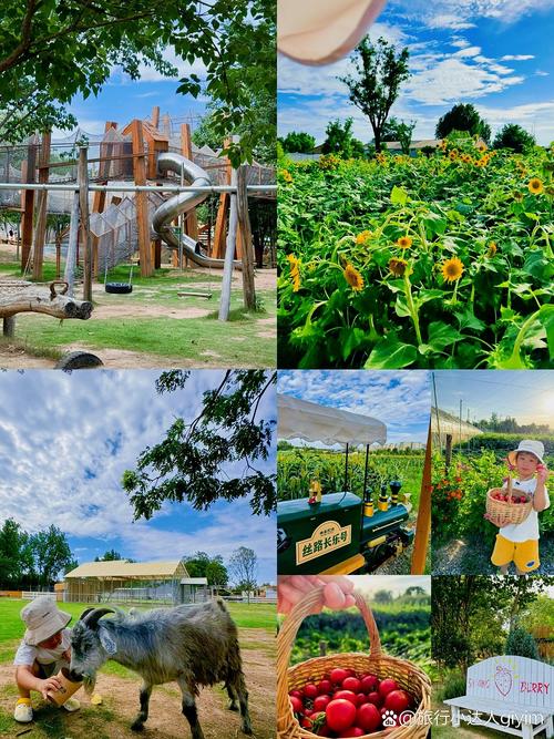 阳光农场2026最新
