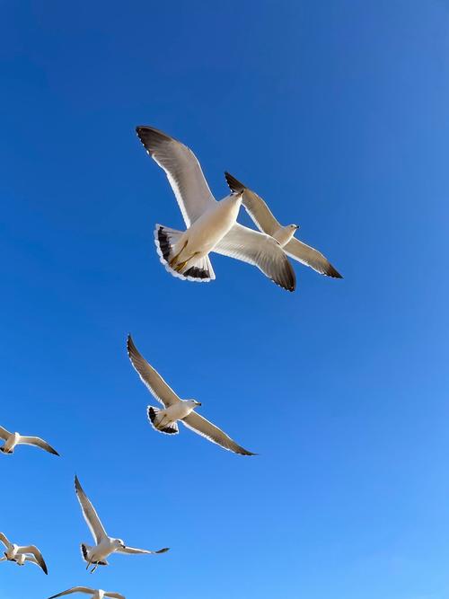 逆光飞翔下载2026最新
