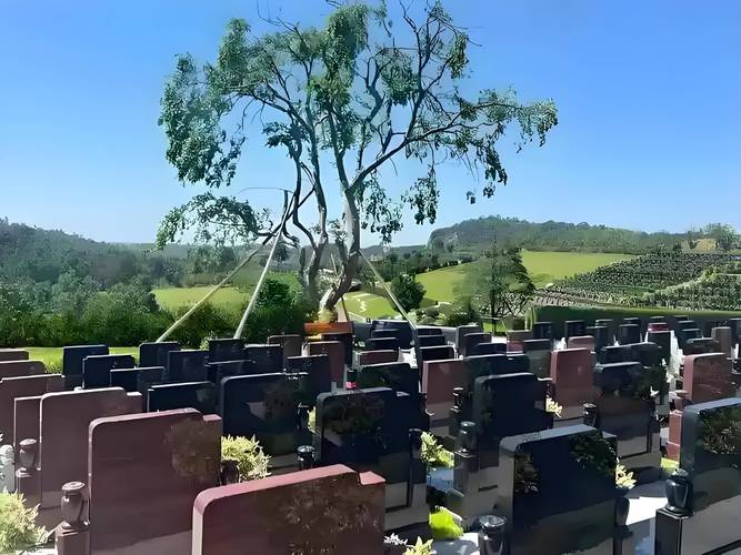 网络墓地2026最新版
