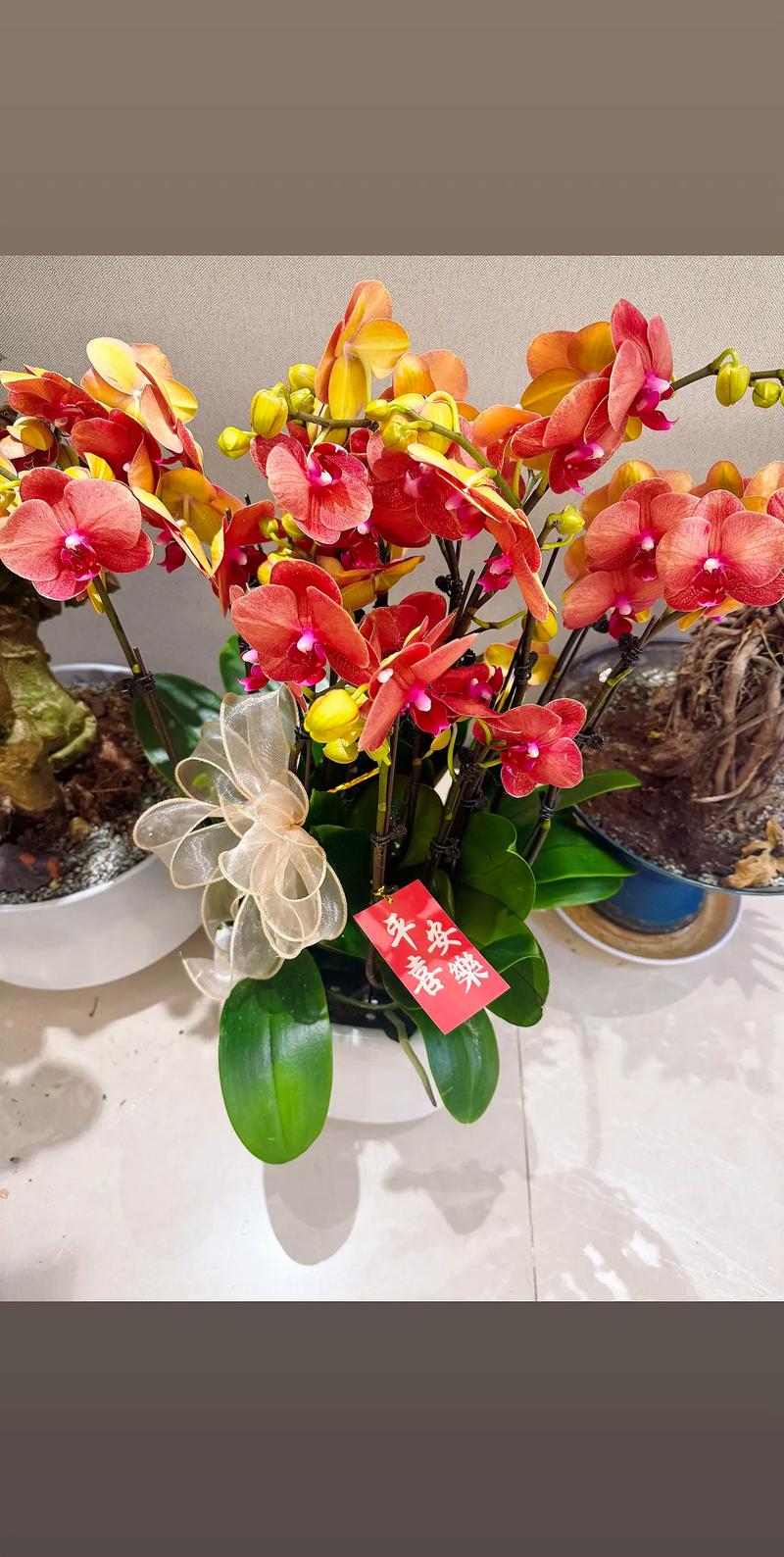 花到家2026最新版
