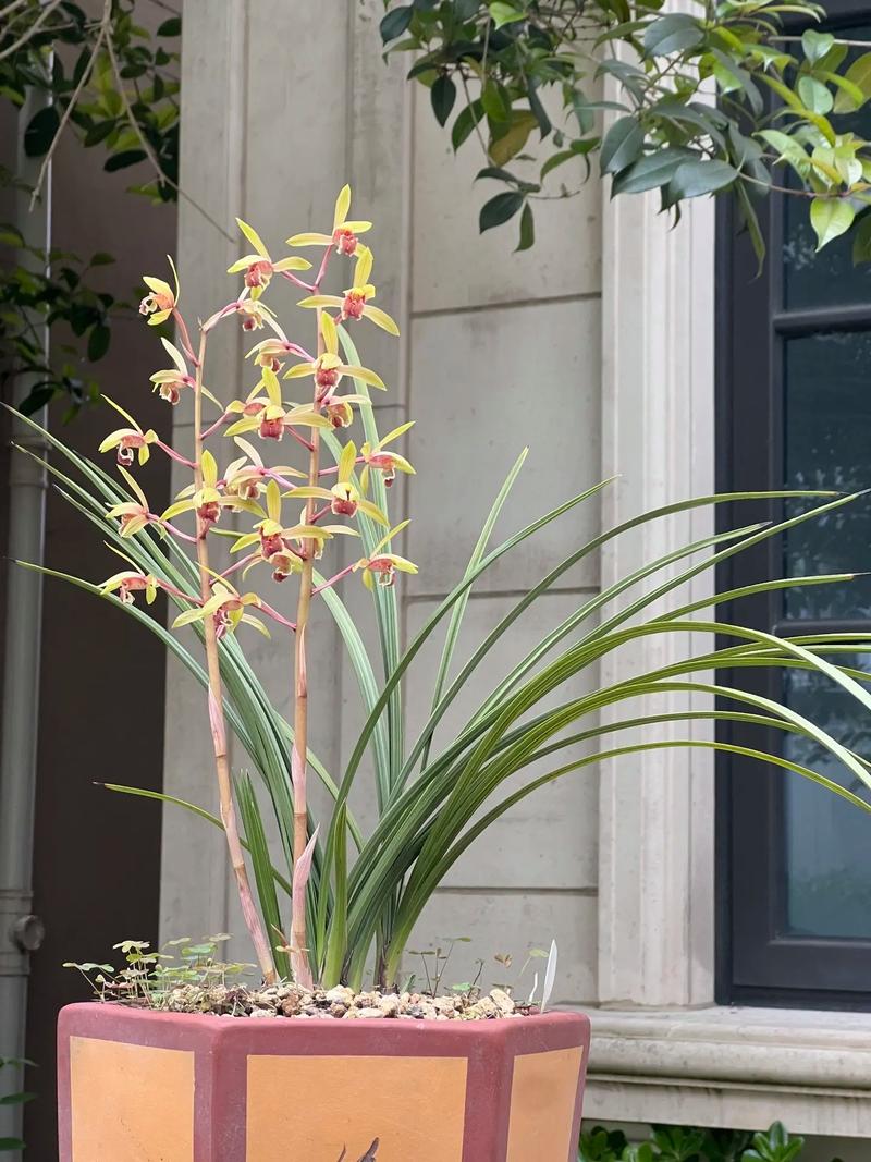 兰花网2026最新版
