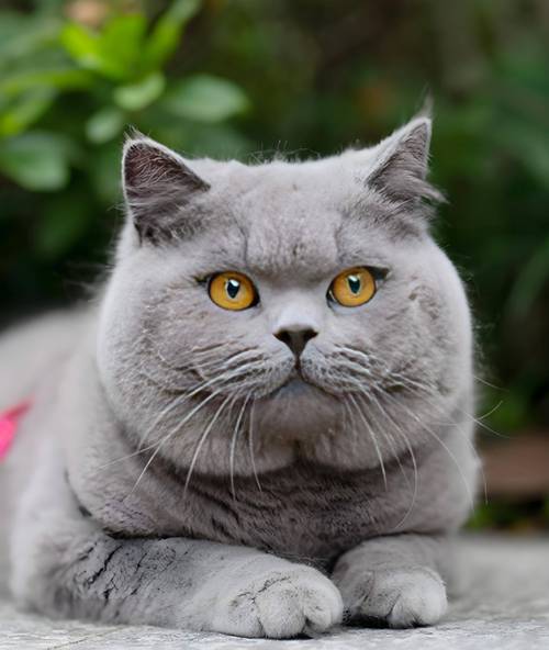 小猫下载站2026最新版
